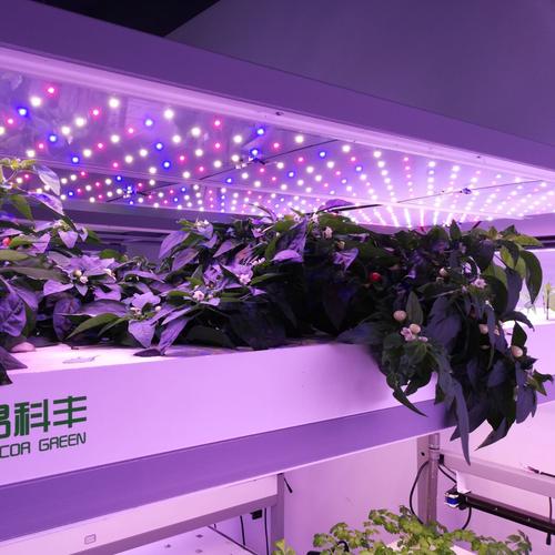 昂科丰开发蔬菜温室大棚led光照智能自动调控系统-水培植物工厂